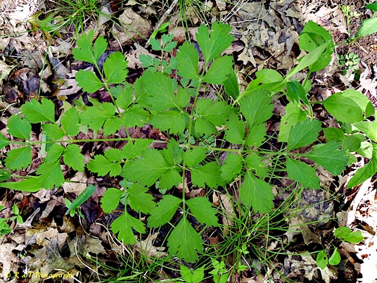 {Thaspium chapmanii}